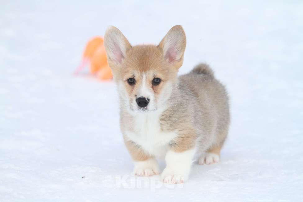 Собаки в Москве: Вельш корги пемброк Мальчик, Бесплатно - фото 4