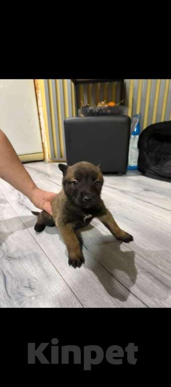 Собаки в других городах Московской области: Продам щенков породы Малинуа Мальчик, 25 000 руб. - фото 2