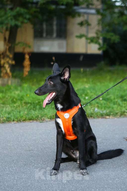 Собаки в Санкт-Петербурге:  Щенок Хаммер ищет дом! Мальчик, Бесплатно - фото 3