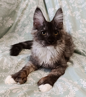 Мальчик полидакт