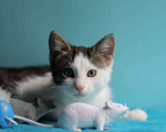 Кошки в Санкт-Петербурге: Маленький нежный котёнок Девочка, Бесплатно - фото 1