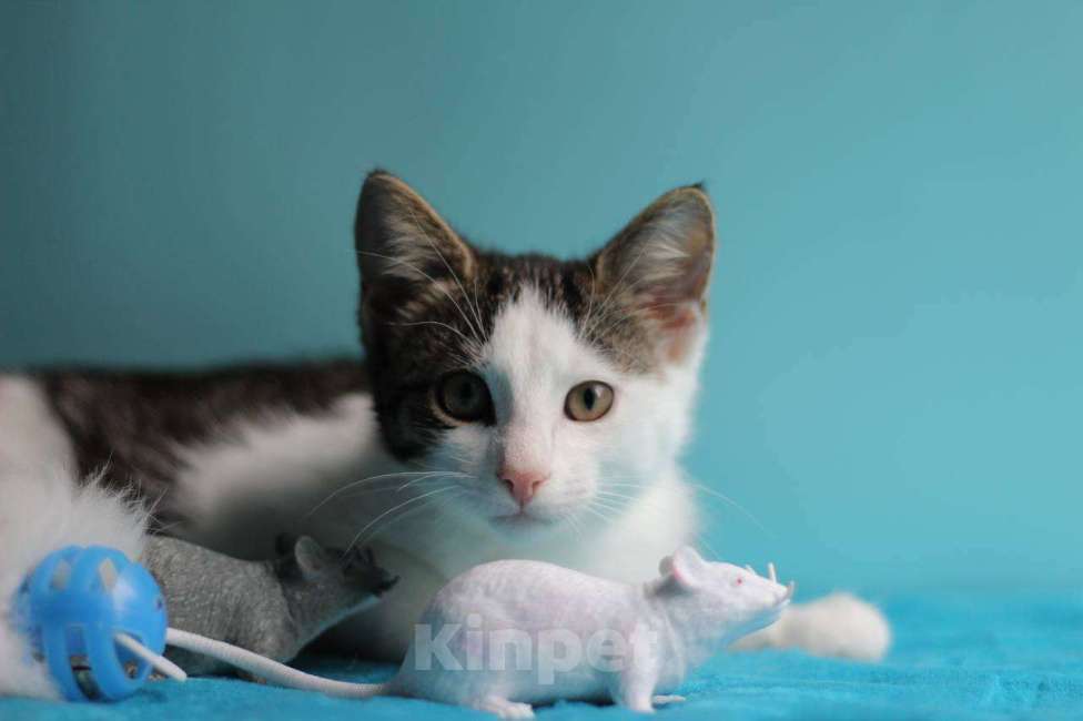 Кошки в Санкт-Петербурге: Маленький нежный котёнок Девочка, Бесплатно - фото 1