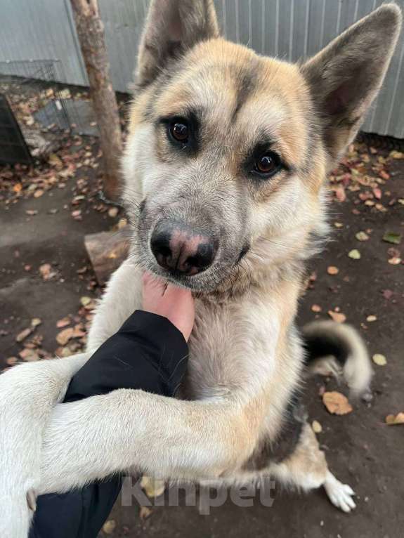 Собаки в Тольятти: ДЖЕК Мальчик, Бесплатно - фото 3