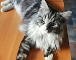 Кошки в Хасавюрте: Кот на вязку, 1 руб. - фото 3
