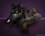 Кошки в Ливны: Котята мейн-кун, 40 000 руб. - фото 6