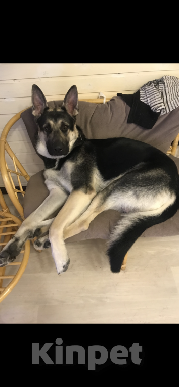 Собаки в Дмитрове: Продаются щенки восточноевропейская овчарки Девочка, Бесплатно - фото 10