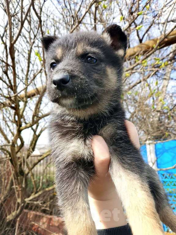 Собаки в Краснодаре: Продаются щенки, папа, немец, мама хаска. Девочка, 3 000 руб. - фото 2