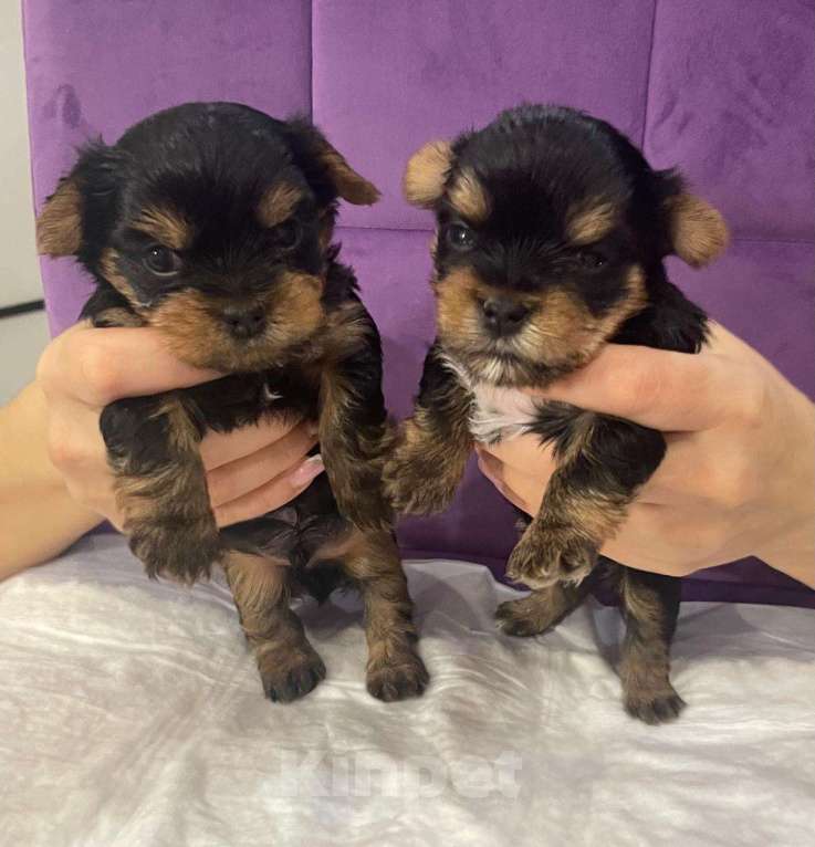 Собаки в Никольском: Очаровательные малыши  Мальчик, 24 850 руб. - фото 2