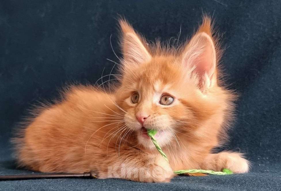 Кошки в Санкт-Петербурге: котенок мейн кун Мальчик, Бесплатно - фото 3