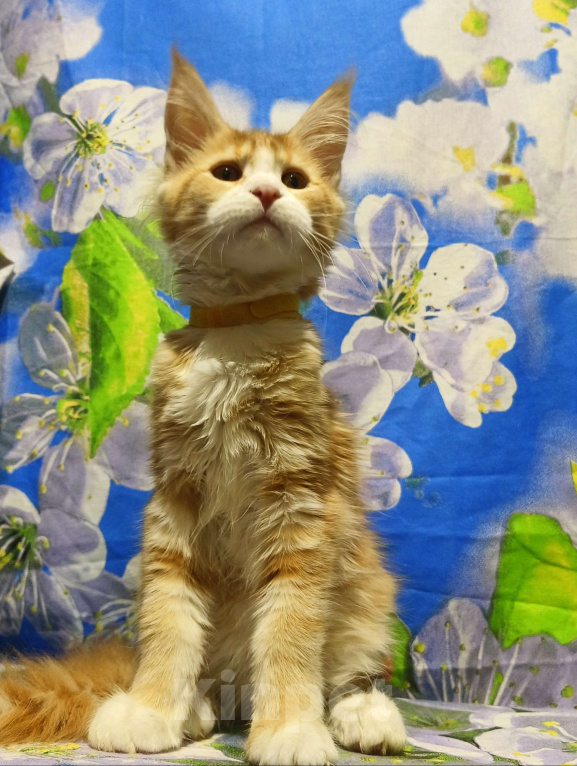 Кошки в Москве: Котёнок Мейн-Кун Девочка Девочка, 60 000 руб. - фото 2