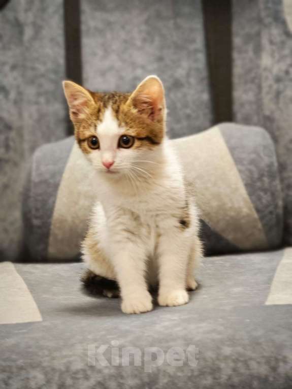 Кошки в Красногорске: Маленькая Мишель 1,5 месяца ждет родителей  Девочка, Бесплатно - фото 6