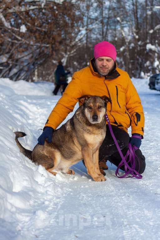 Собаки в Балашихе: Джонни Мальчик, Бесплатно - фото 6