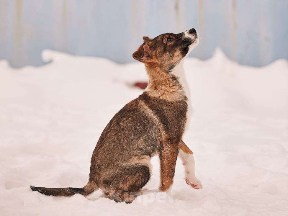 Собаки в других городах Московской области: Марио якутенок Мальчик, Бесплатно - фото 3