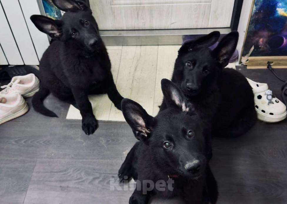Собаки в Омске: Чёрный щенок немецкой овчарки  Мальчик, 25 000 руб. - фото 3