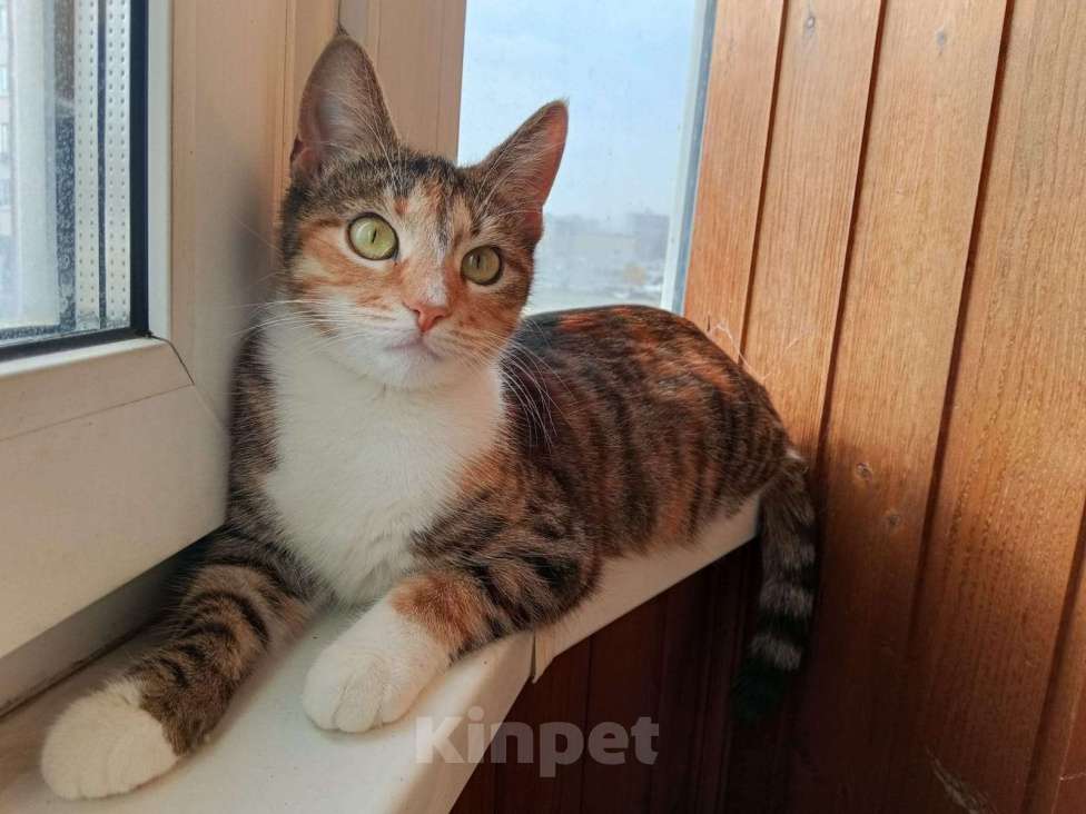 Кошки в Москве: Маленькая, красивая киса в добрые руки  Девочка, Бесплатно - фото 3