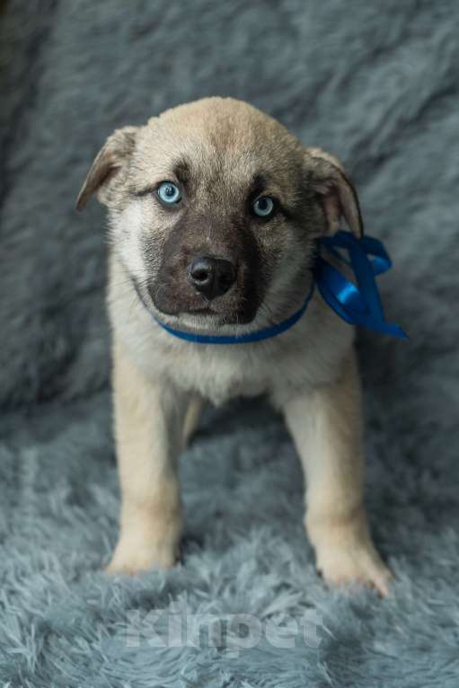 Собаки в Подольске: Атаману нужен дом  Мальчик, Бесплатно - фото 3