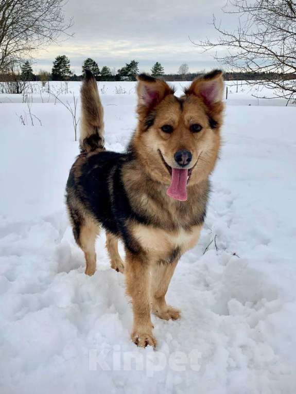 Собаки в других городах Московской области: Диггер Мальчик, Бесплатно - фото 3