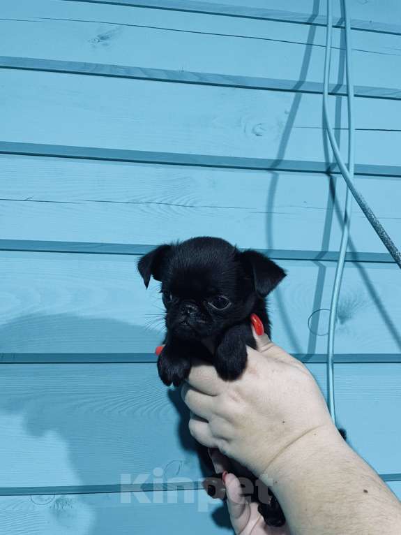 Собаки в Казани: Щеночек пти брабансончик Девочка, 100 000 руб. - фото 3