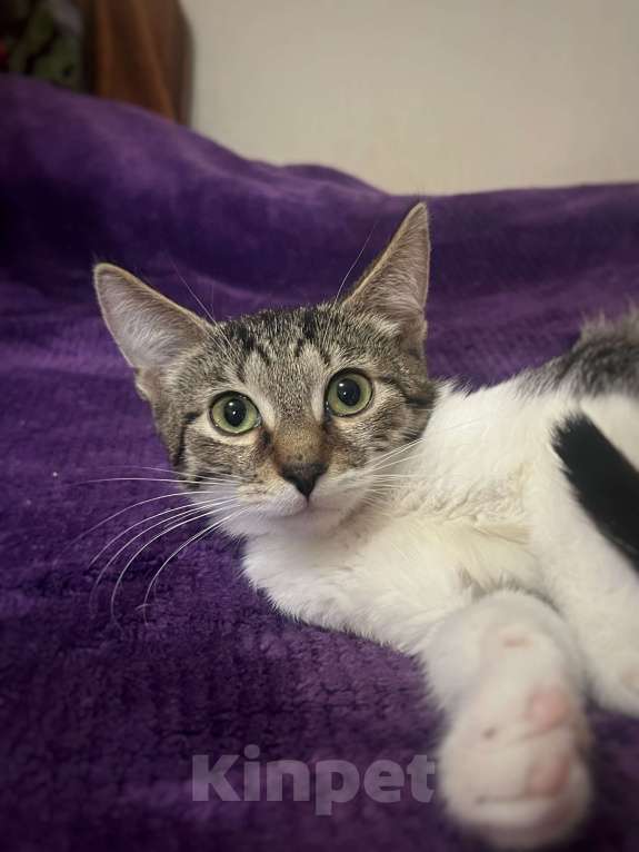 Кошки в Москве: Котёнок Лексус Мальчик, Бесплатно - фото 5