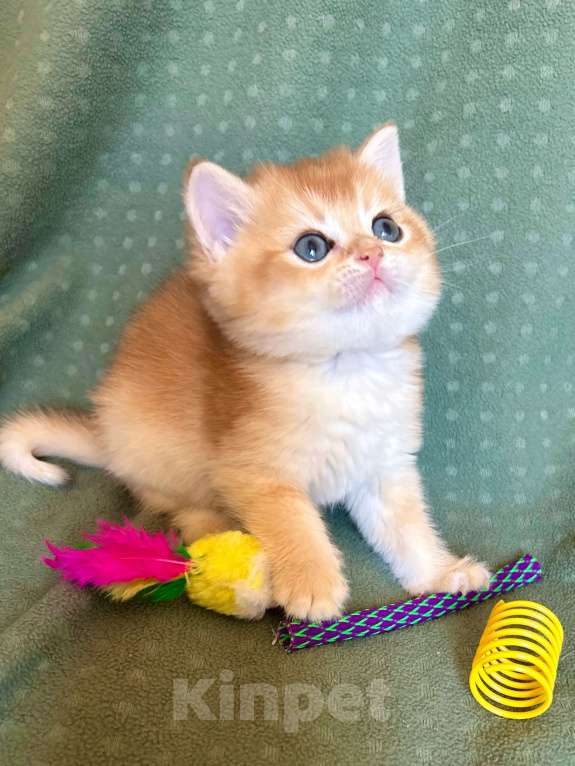 Кошки в Москве: Плюшевая золотая шиншилла Девочка, 41 000 руб. - фото 5