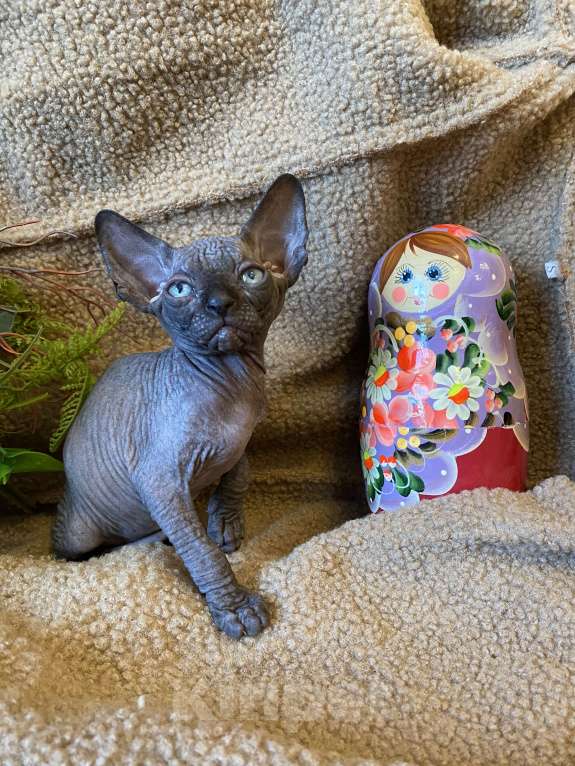 Кошки в Москве: Суперская кошечка канадочка Девочка, 35 000 руб. - фото 4