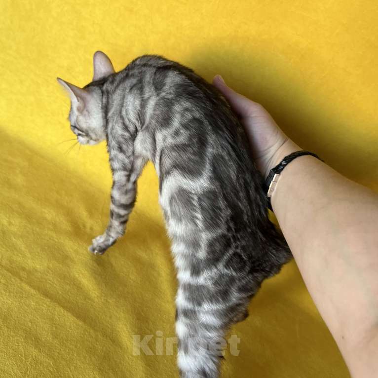 Кошки в Москве: Бенгальский котёнок серебро уголь Мальчик, Бесплатно - фото 8
