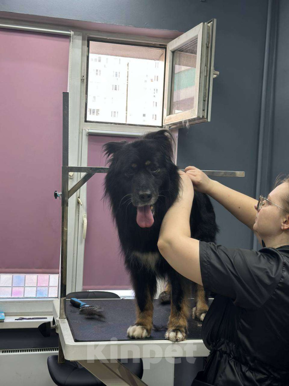 Собаки в Москве: Замечательные брюнетки Девочка, Бесплатно - фото 9