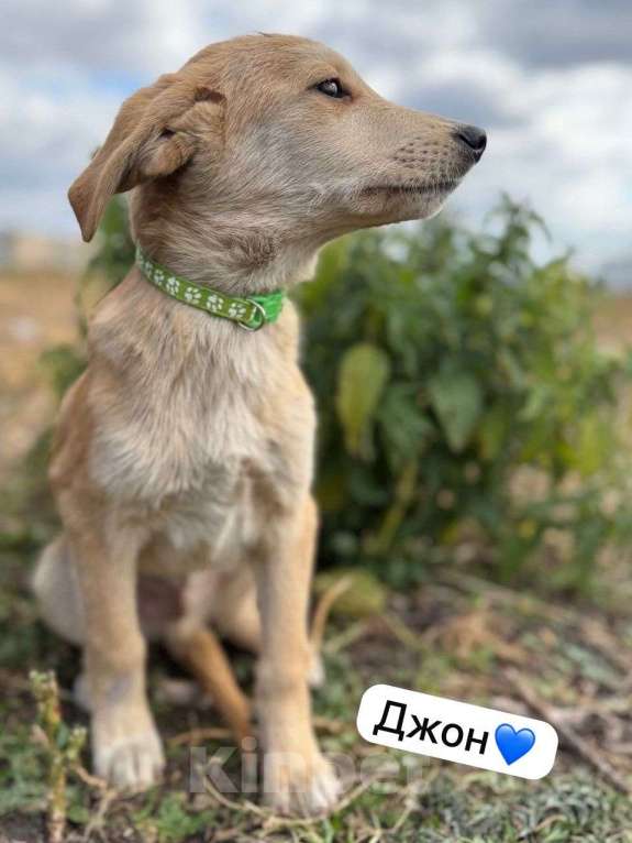 Собаки в Воронеже: Щенок в добрые руки  Девочка, Бесплатно - фото 2