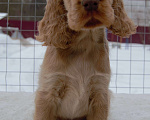 Собаки в Зеленограде: Английского кокер спаниеля щенки Мальчик, 30 000 руб. - фото 4