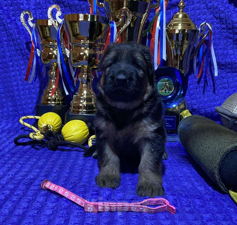 Собаки в Петрозаводске: Щенки немецкой овчарки от титулованных производителей. Разнополые, 80 000 руб. - фото 6