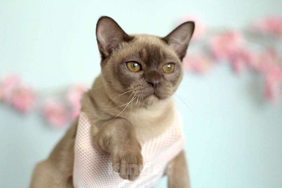 Кошки в Москве: Бурма - шоколадный котик Ангел Мальчик, 70 000 руб. - фото 3