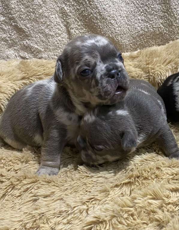 Собаки в Нижнем Новгороде: Щенки французского бульдога Мальчик, 60 000 руб. - фото 6