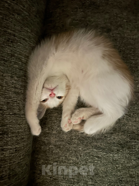 Кошки в Москве: Отдам котенка Мальчик, Бесплатно - фото 5