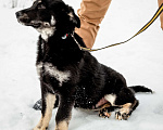 Собаки в Бронницах: Фунтик Мальчик, 1 руб. - фото 8