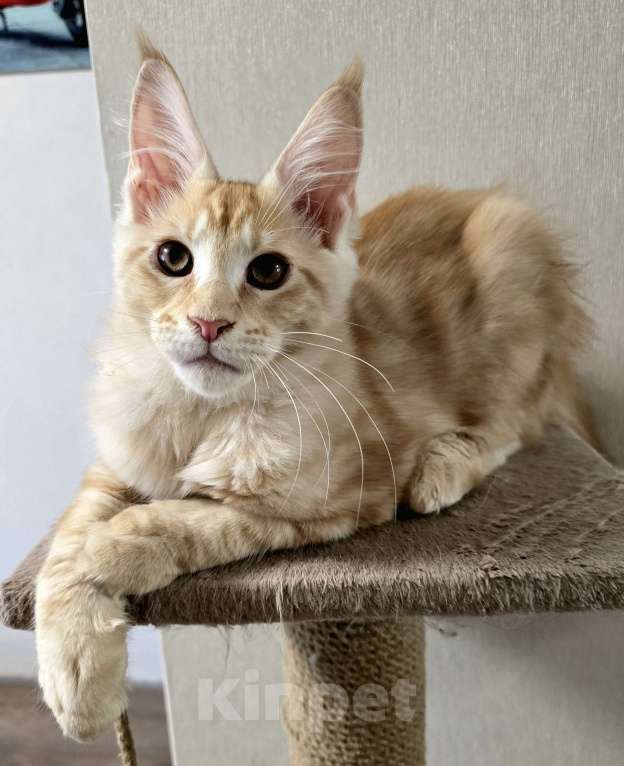 Кошки в Москве: Котята мейн-кун Мальчик, 25 000 руб. - фото 2