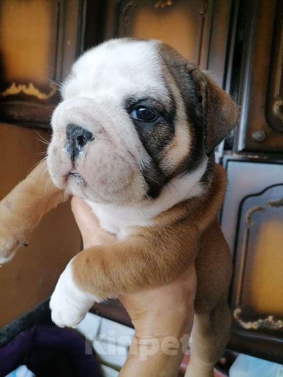 Собаки в Краснодаре: Щенок английского бульдога Мальчик, 45 000 руб. - фото 2