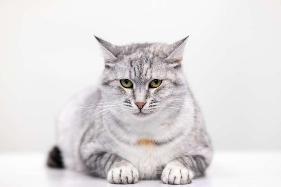 Кошки в Москве: Принцесса Диана Девочка, Бесплатно - фото 3