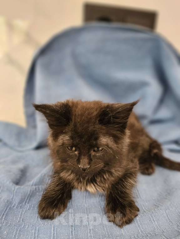 Кошки в Ореховом-Зуево: Прекрасные клубные мейн куны Мальчик, 45 000 руб. - фото 6