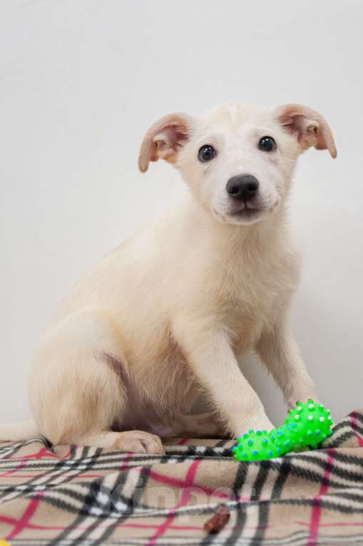 Собаки в Москве: Щеночки  ищут  дом  Девочка, Бесплатно - фото 3