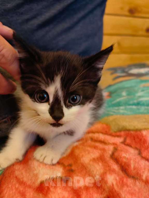 Кошки в Санкт-Петербурге: Трусишка Мальчик, Бесплатно - фото 2