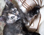 Кошки в Чехове: " Марта" ищет дом и хозяина Девочка, 1 руб. - фото 1