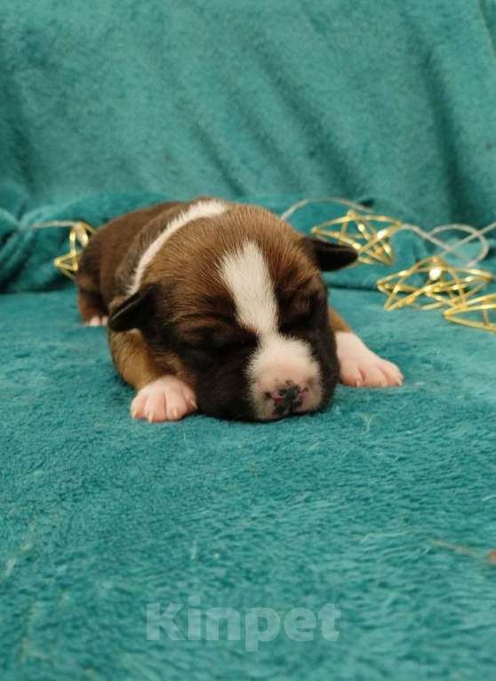 Собаки в Белгороде: Щенки американского стаффордширского терьера  Мальчик, 80 000 руб. - фото 6