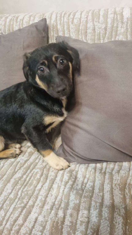 Собаки в Москве: Она смотрит на этот мир с высоты своих коротких лапок, но душа у неё большая и открытая Девочка, Бесплатно - фото 4