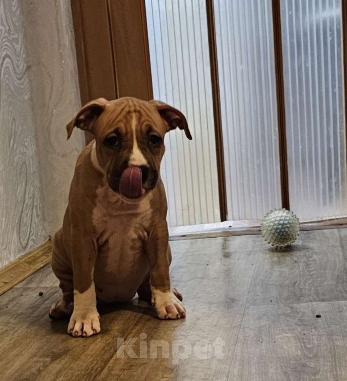 Собаки в Красногорске: Девочка 5 Девочка, 50 000 руб. - фото 3