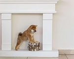 Собаки в Барнауле: Малышка Сиба Ину (Shiba Inu) Девочка, 100 000 руб. - фото 3