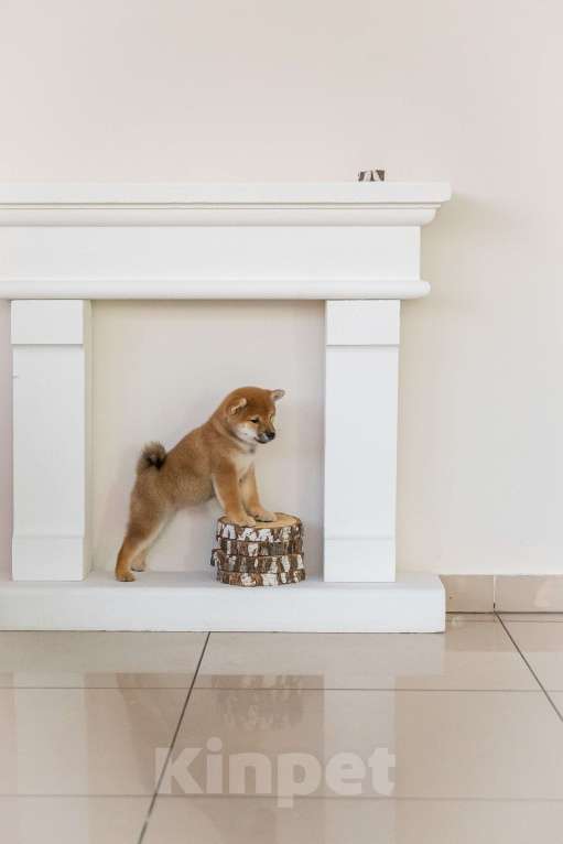 Собаки в Барнауле: Малышка Сиба Ину (Shiba Inu) Девочка, 100 000 руб. - фото 3