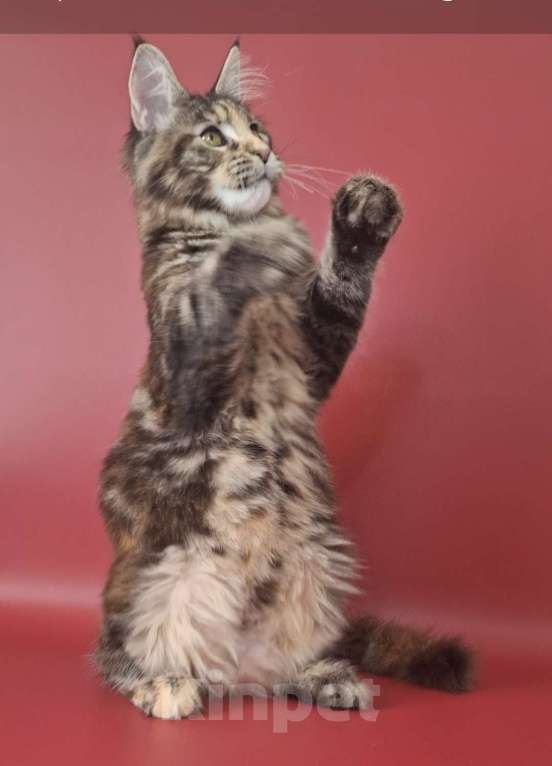 Кошки в Уфе: Девочка мейн-кун 5 мес  Девочка, 40 000 руб. - фото 9