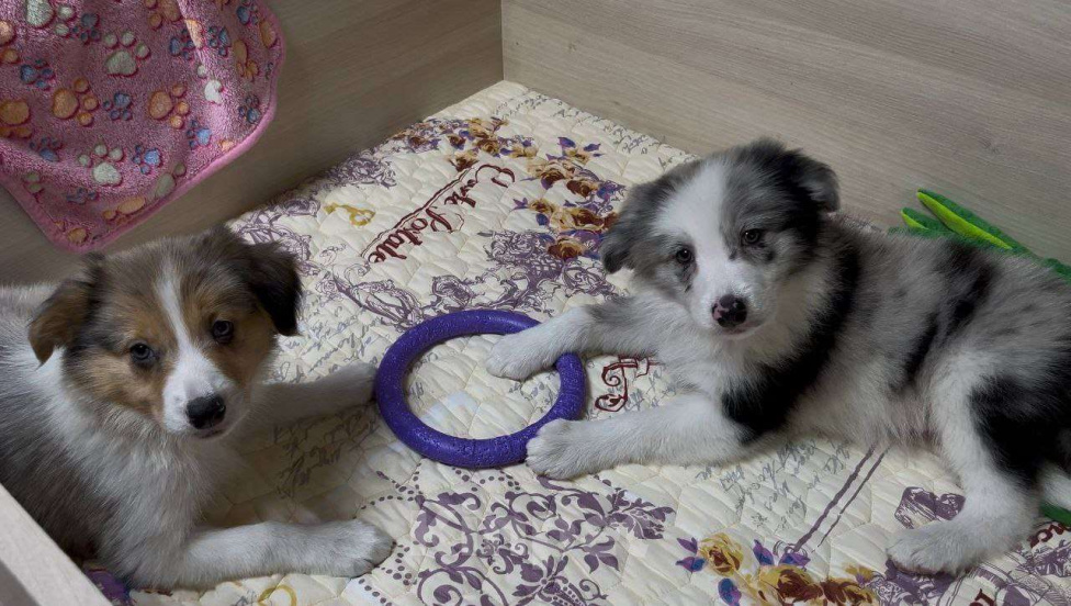 Собаки в других городах Московской области: Бордер колли мраморный щенок Мальчик, 70 000 руб. - фото 9