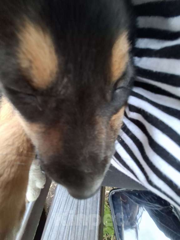 Собаки в других городах Ставропольского края: Потерялась собака Девочка, 100 руб. - фото 2