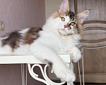 Кошки в Барнауле: Котенок мейн-куна Степа Мальчик, Бесплатно - фото 1